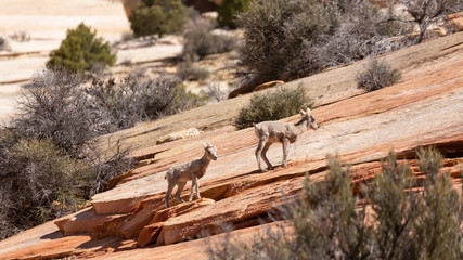 Two baby big horned sheep make their way up a slope of red slickrock in Zion national park Utah.