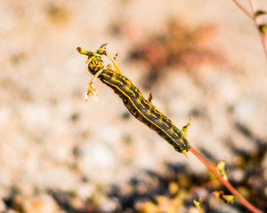 Caterpillar on Desert Plant