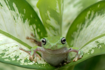 Camuflage Frog