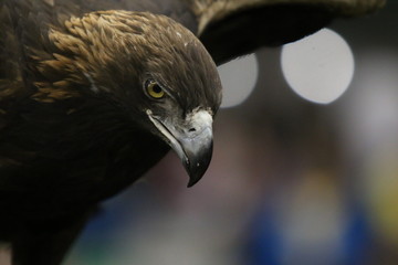 Águila real