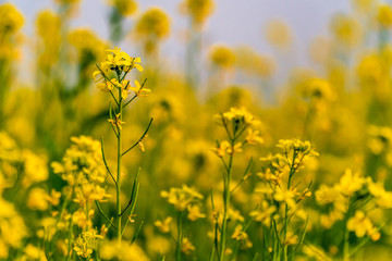 field of yellow flowers