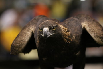 Águila real