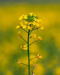 yellow flowers on a background of blue sky