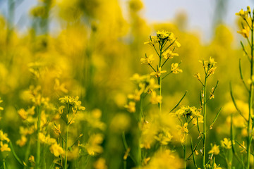 Obraz premium yellow field of rape