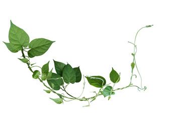 Twisted jungle vines liana plant with heart shaped green leaves isolated on white background,...