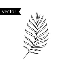Vector outline illustration of tropical plant. Simple elegant black and white hand drawn palm leaf.