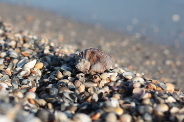 Seashells, pearls and starfishes as background