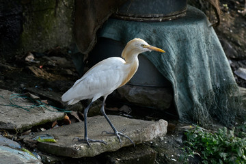 Egrets in the banks of Brahmaputra river.