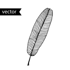 Vector outline illustration of tropical plant. Simple hand drawn banana leaf.