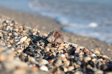 Seashells, pearls and starfishes as background