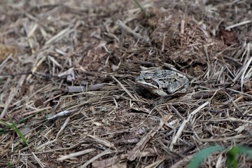 frog on the grass