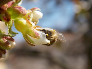 Fototapeta na wymiar bee on a cherry blossom