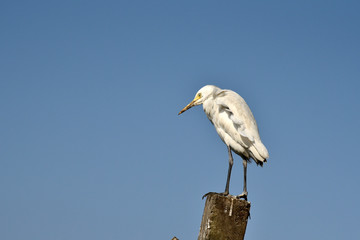 Egrets in the banks of Brahmaputra river.