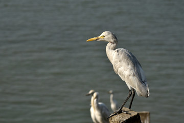 Egrets in the banks of Brahmaputra river.
