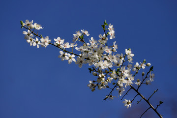 View of flowering prunus spinosa tree in the spring garden