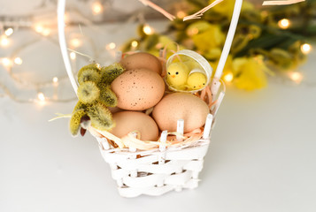 Easter eggs in a bascule with narcissus. chicken eggs