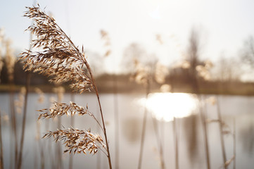 Obraz premium Beautiful lake landscape beauty of nature macro photography