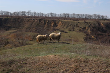 two white sheep graze near the cliff