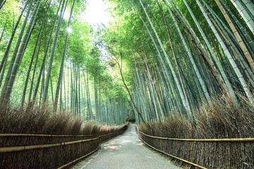 The pride of Arashiyama