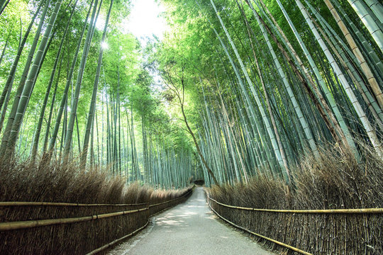 The pride of Arashiyama