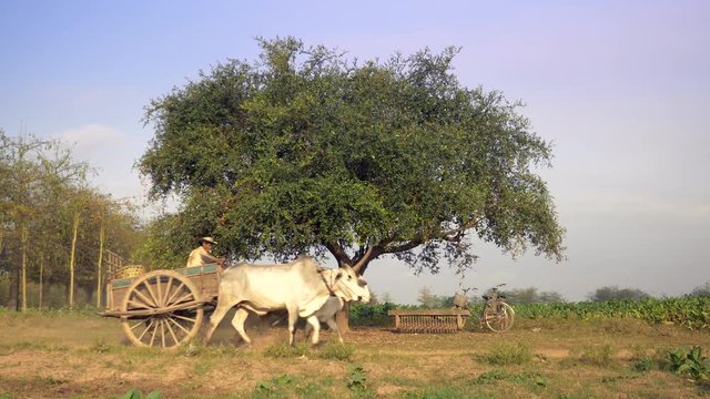 Farmer is driving an oxcart carrying harvested tobacco leaves on a dusty earth path with a large tree and tobacco fields