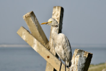 Egrets in the banks of Brahmaputra river.