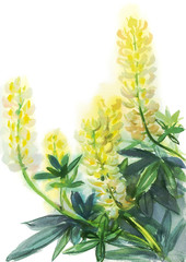 Fototapeta na wymiar watercolor yellow lupines
