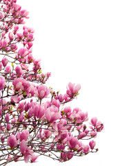 Focus Stacked Image of Pink Tulip Tree in Full Bloom Isolated on White © sdbower