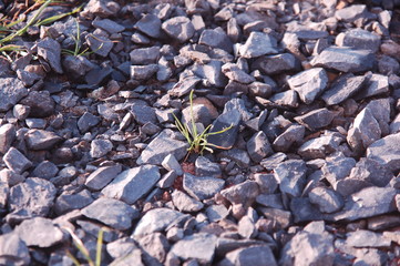 Grashalm im Steinbeet