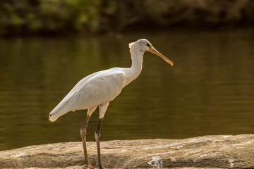 Yellow-billed Spoonbill bird at bird sanctuary - Image