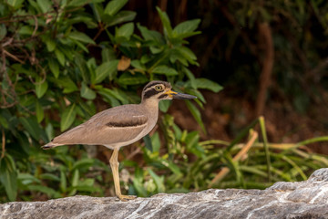 stone curlew birds at the bird sanctuary