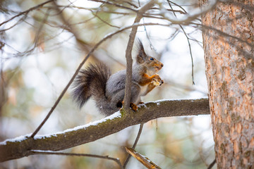 A closeup of a tree squirrel in a grey winter coat, Siberia, Russia