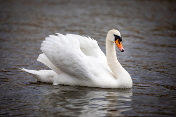 Naklejka premium A beautiful white swan swimming on river Vltava in Prague