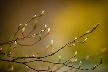 Fresh new leaves of spring tree close-up on green bokeh background, natute