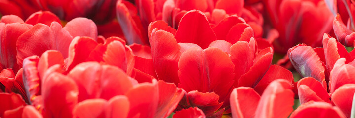 red open tulips in summer field