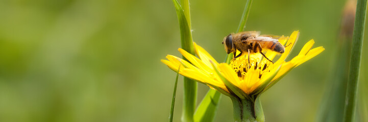 on a bright yellow flower a fly collects nectar
