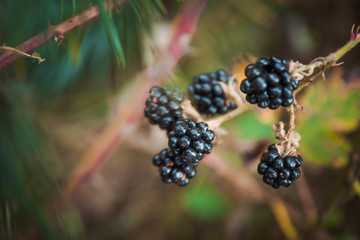 Close-up photo of blackberries. Organic, healthy nutrition, food. Nature protection