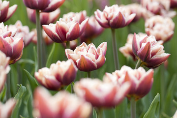 claret-pink bright tulips in summer field