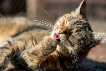 Cute cat licking its paw