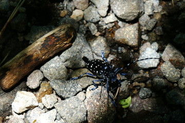 Asian long-horned beetle amongst stones on top of Koshikidake, Ebino kogen, Japan