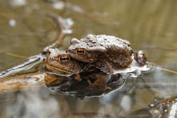 Erdkröte bei der Paarung