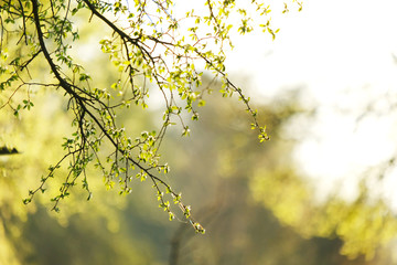 Green spring leaves sprout on tree for new beginnings in nature concept.