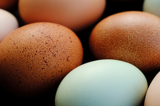 Macro View Of Organic Brown And Blue Chicken Eggs Closeup.