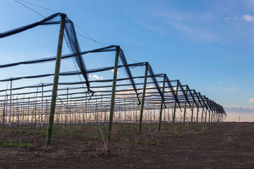 Anti-hail net for apple tree plantation with Golden Delicious apple trees