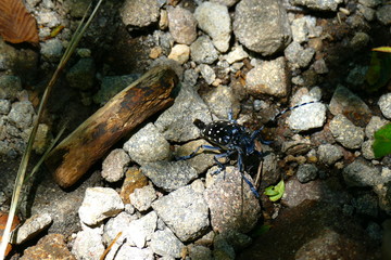 Asian long-horned beetle amongst stones on top of Koshikidake, Ebino kogen, Japan
