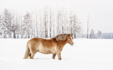 Light brown Haflinger horse wading in snow on winter field, side view with blurred trees in background