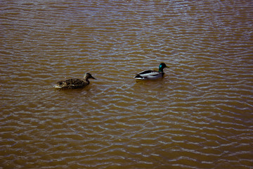 two ducks swim in the water