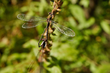 Insekt - Libelle Gemeine Binsenjungfer bei der Paarung