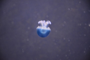 Naklejka na ściany i meble blue jellyfish in water