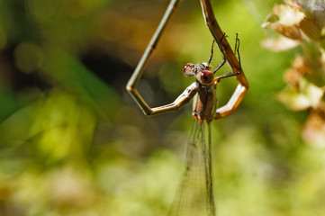 Insekt - Libelle Gemeine Binsenjungfer bei der Paarung